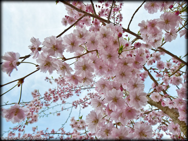 Weeping Cherry tree in blossom